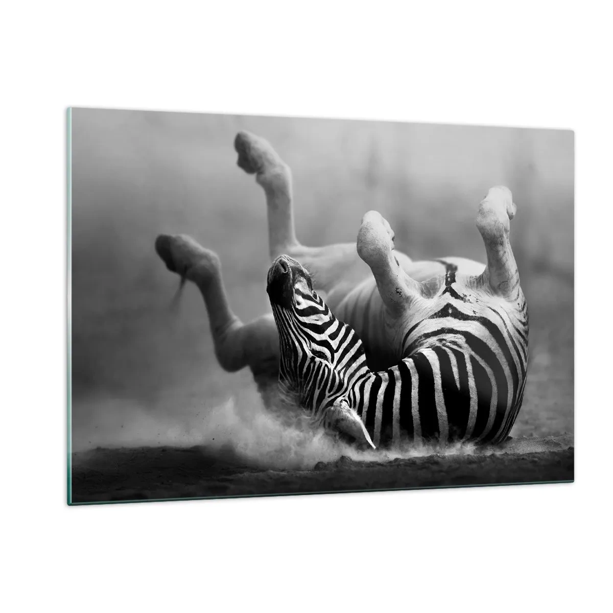 Obraz na szkle - Zebra w leżącej pozie na afrykańskiej sawannie - 120x80cm - Nie tylko koń by się uśmiał - Nowoczesna dekoracja ścienna do salonu, kuchni i sypialni ARTTOR