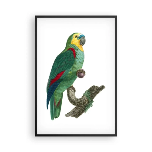 Plakat w czarnej ramie - Papuzi portret - 61x91 cm