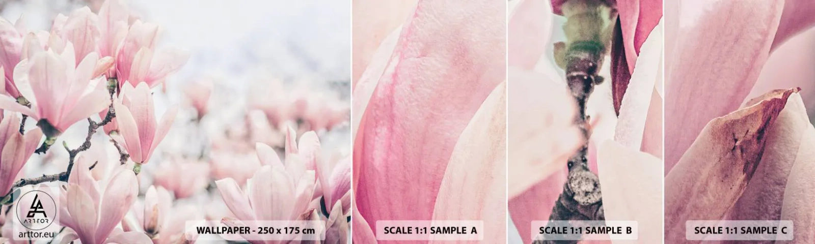 Fototapeta Próbka Standard Eco - Ideał subtelności - Magnolia, Kwiaty, Drzewo Magnolii - 100x30 cm
