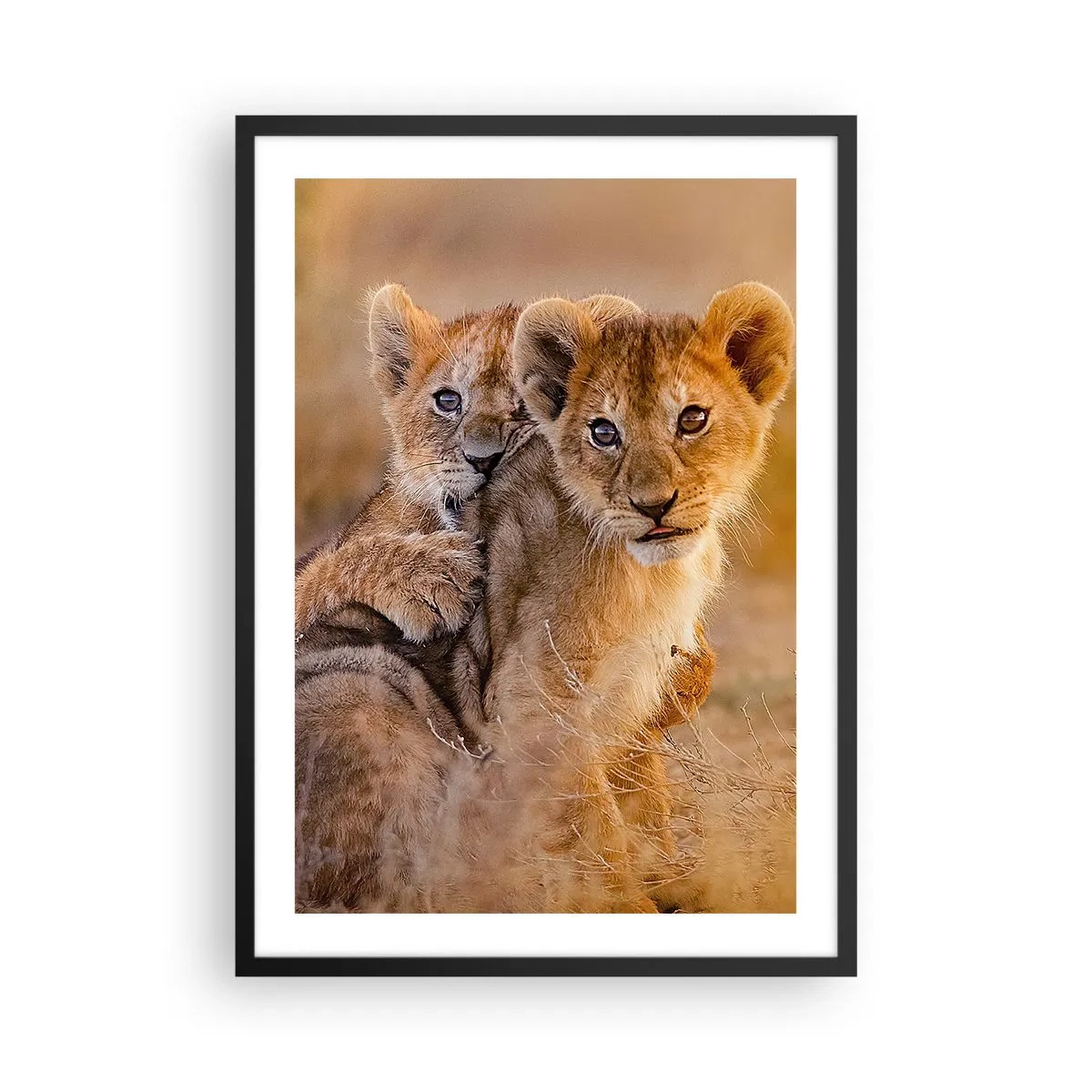 Plakat w czarnej ramie - Lwiątka w afrykańskiej sawannie - 50x70cm - Nie przeszkadzać! Bawimy się - Nowoczesna dekoracja ścienna do salonu i sypialni ARTTOR