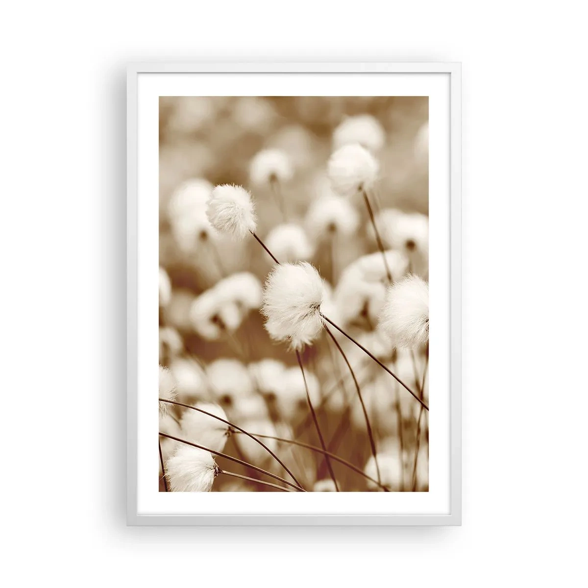 Plakat w białej ramie - Puszysty łan - 50x70 cm