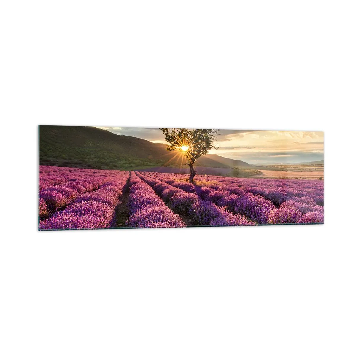 Obraz na szkle - Pole lawendy z samotnym drzewem o zachodzie słońca - 160x50cm - Aromat w kolorze lila - Nowoczesna dekoracja ścienna do salonu i sypialni ARTTOR