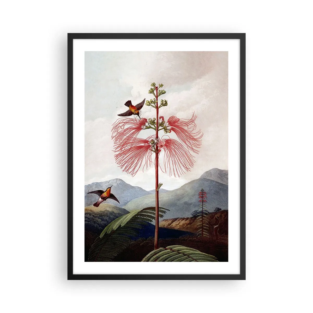 Plakat w czarnej ramie - Egzotyczny kwiat z kolibrami wśród gór - 50x70cm - W tropikalnym raju - Nowoczesna dekoracja ścienna do salonu i sypialni ARTTOR
