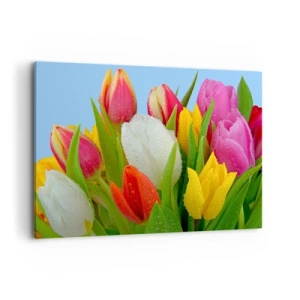 Obraz na płótnie - Kolorowe tulipany pokryte kroplami rosy na błękitnym tle - 120x80cm - Kwiatowa tęcza w kroplach rosy - Nowoczesna dekoracja ścienna do salonu, kuchni i sypialni ARTTOR