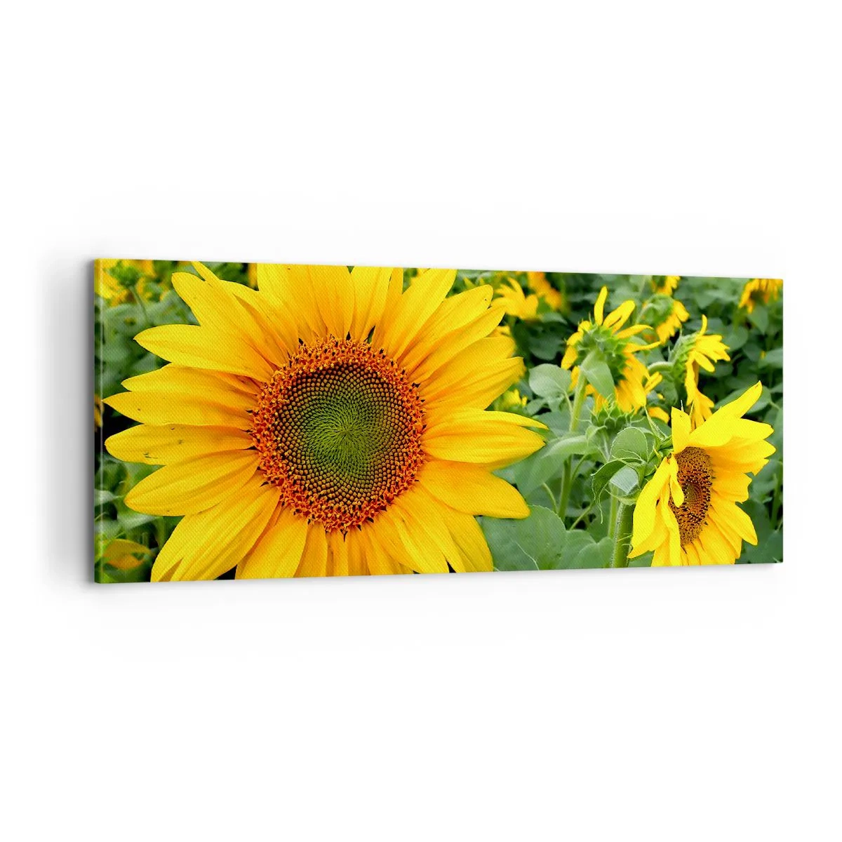 Obraz na płótnie - Rozgorzały setki słońc - 100x40 cm
