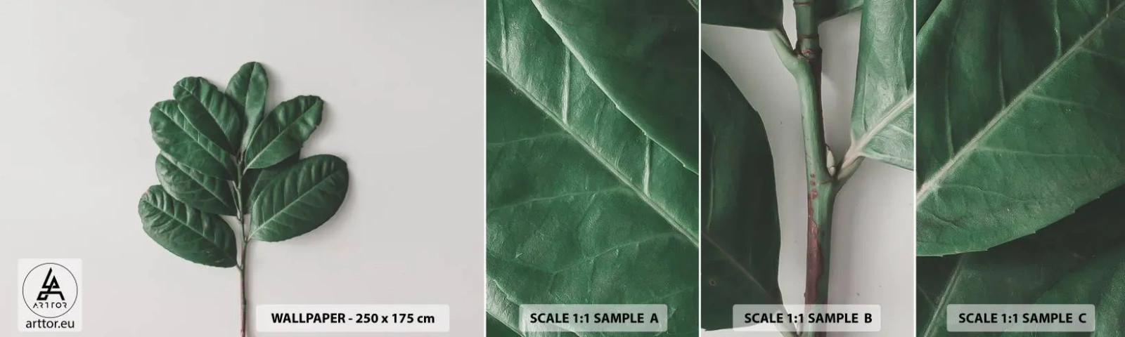 Fototapeta Próbka Standard Eco - Rysunek samej natury - Liście, Roślina, Natura - 100x30 cm