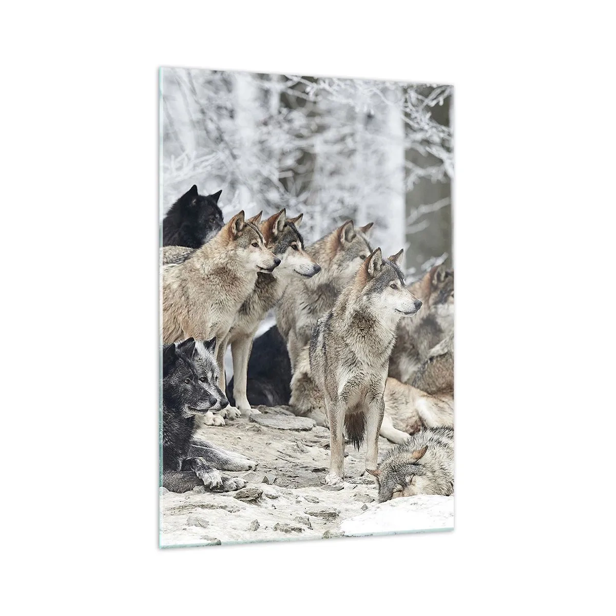 Obraz na szkle - Stado wilków w zimowym lesie - 70x100cm - Rodzina i przyjaciele - Nowoczesna dekoracja ścienna do salonu i sypialni ARTTOR