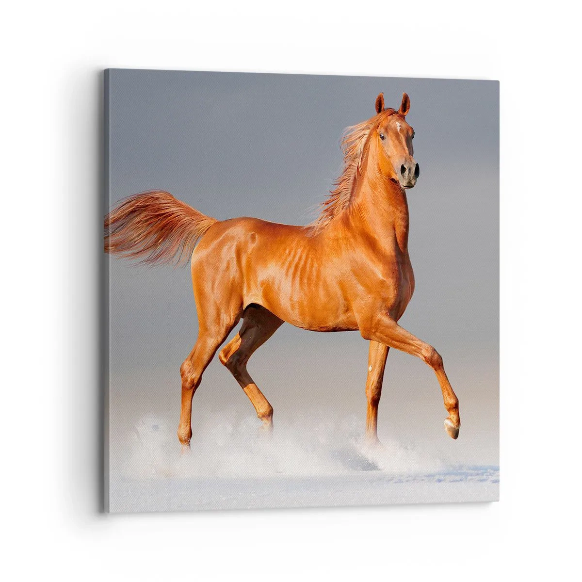 Obraz na płótnie - Tańcząca gracja - 70x70 cm