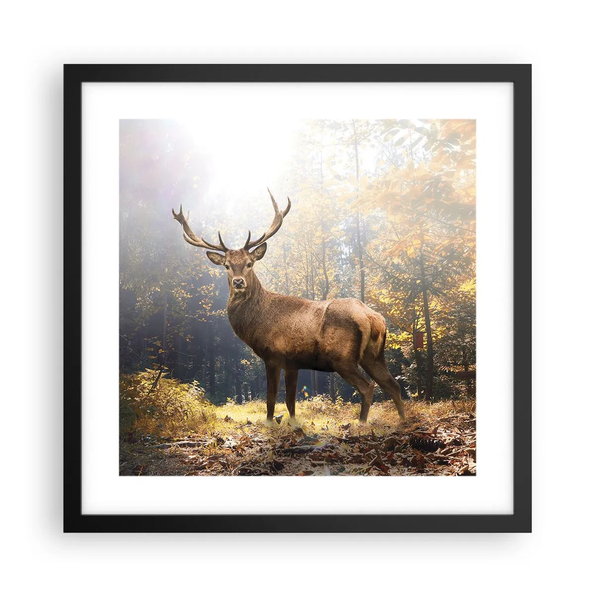 Plakat w czarnej ramie - W pełnym majestacie - 40x40 cm