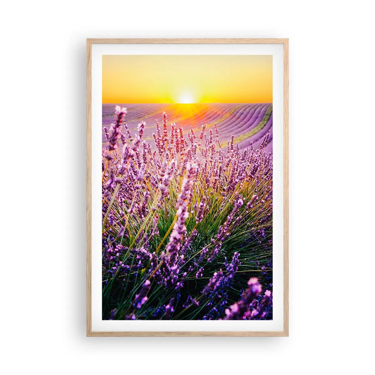 Plakat w ramie jasny dąb - Pachnący łan - 61x91 cm