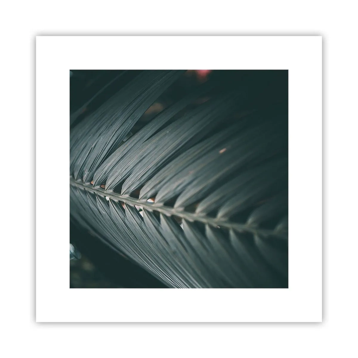 Plakat - Precyzja natury - 30x30 cm