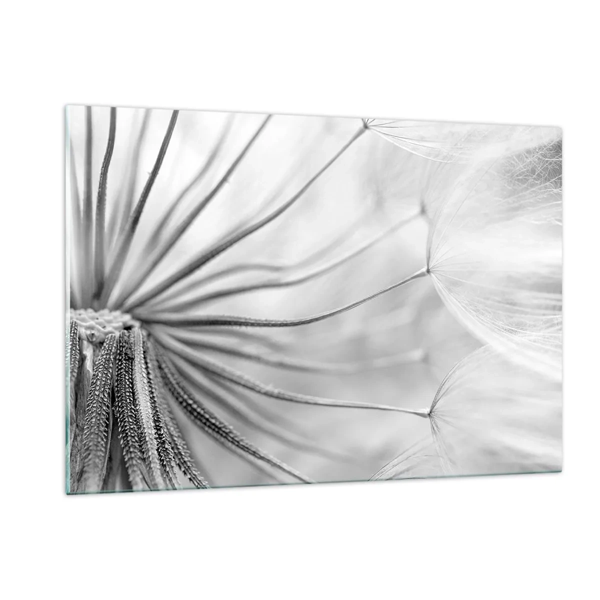 Obraz na szkle - Makrofotografia dmuchawca w odcieniach czerni i bieli - 120x80cm - Dmuchawce, latawce - Nowoczesna dekoracja ścienna do salonu, kuchni i sypialni ARTTOR
