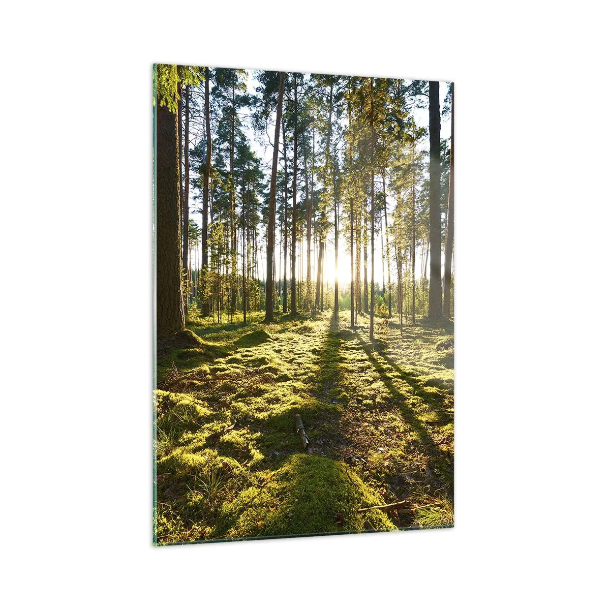 Obraz na szkle - Promienie słońca przenikające przez drzewa w lesie - 50x70cm - …Za siedmioma lasami - Nowoczesna dekoracja ścienna do salonu, kuchni i sypialni ARTTOR