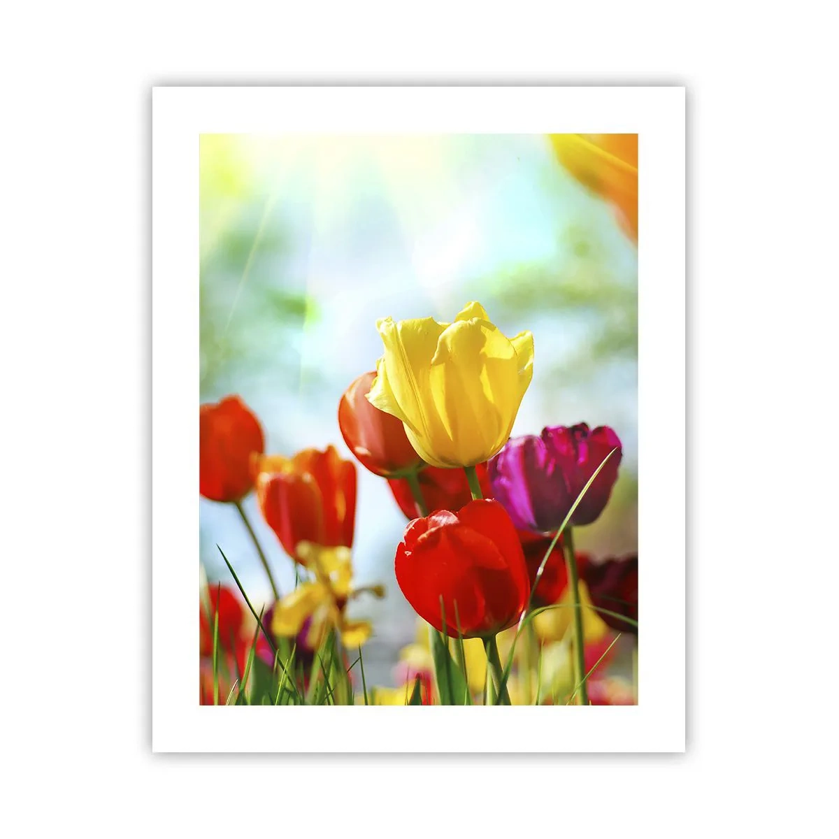 Plakat - Wszystkie barwy słońca - 40x50 cm