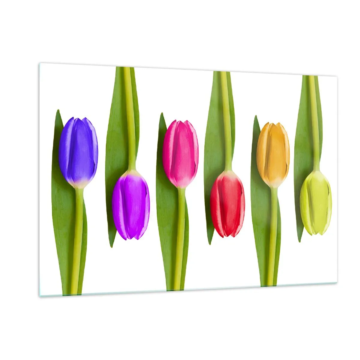 Obraz na szkle - Kolorowe tulipany ułożone na białym tle - 120x80cm - Tęczowa kompozycja - Nowoczesna dekoracja ścienna do salonu, kuchni i sypialni ARTTOR