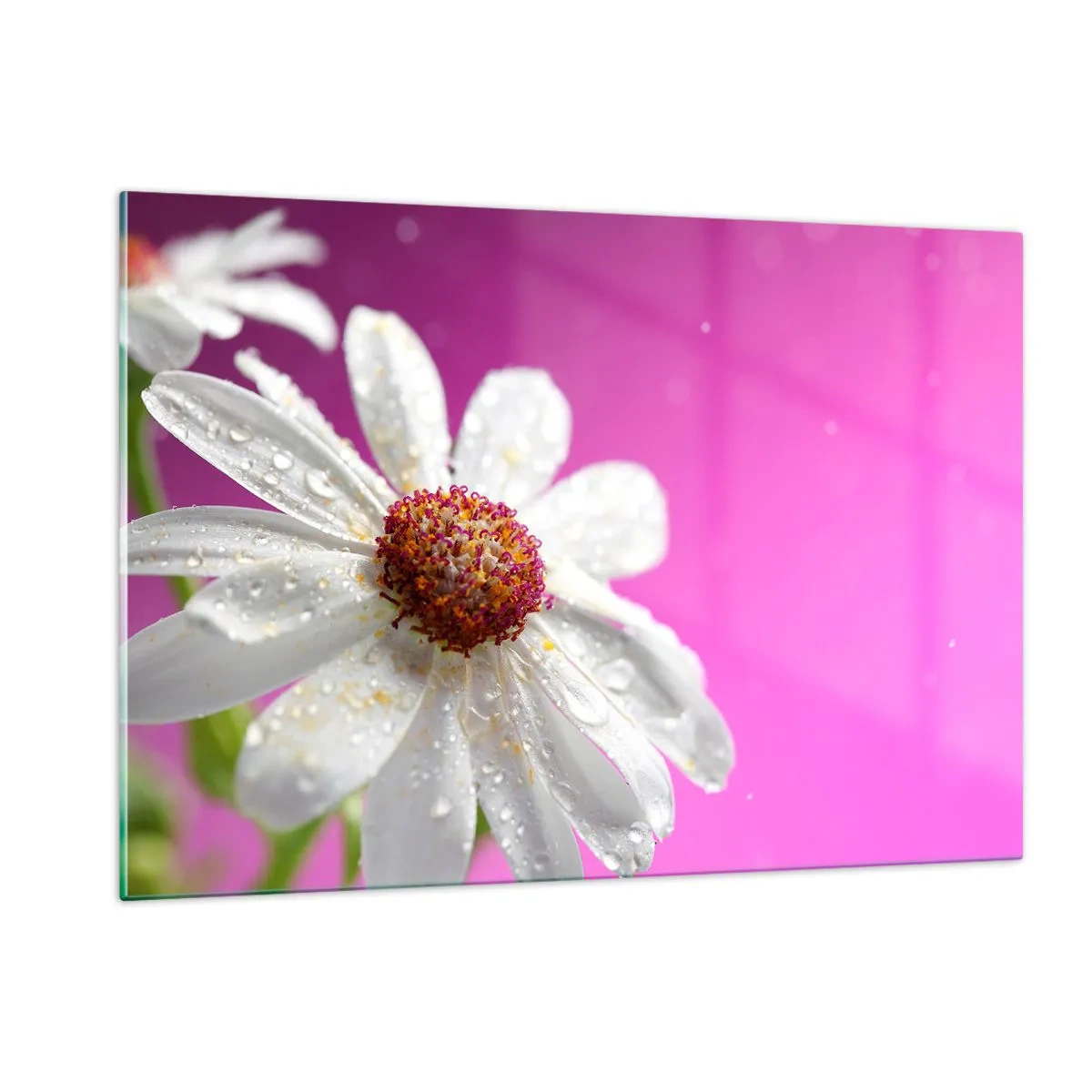 Obraz na szkle - Makrofotografia białego kwiatu z kroplami rosy na tle różu - 120x80cm - Skromny w swojej urodzie - Nowoczesna dekoracja ścienna do salonu, kuchni i sypialni ARTTOR