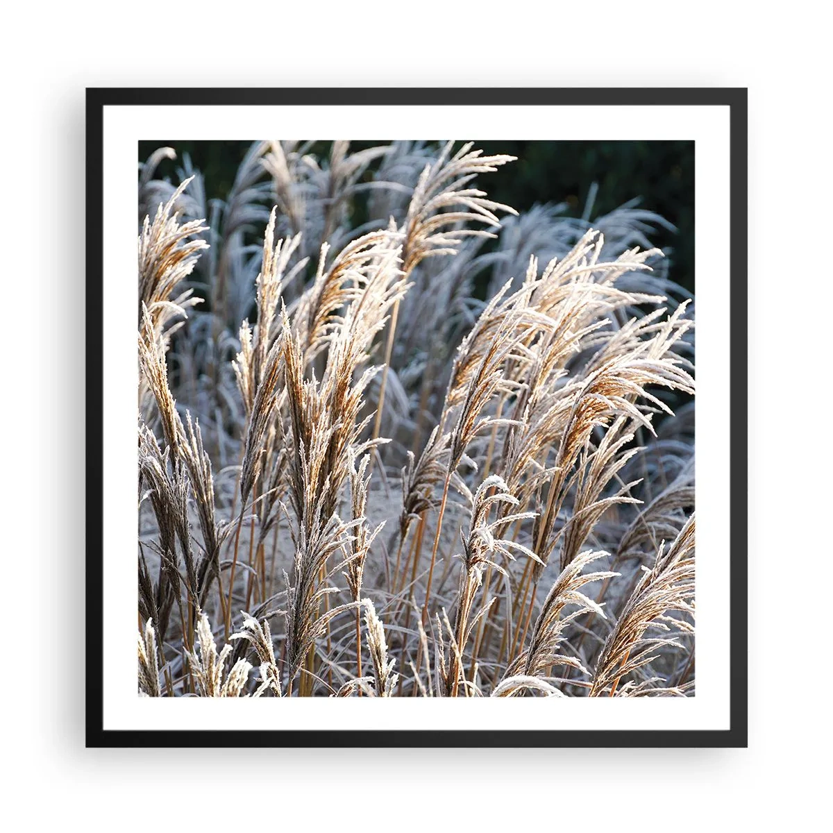 Plakat w czarnej ramie - Szronem ustrojone - 60x60 cm