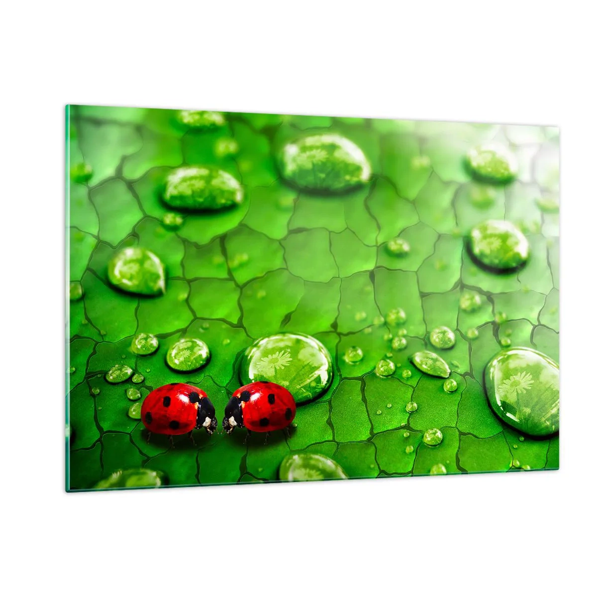 Obraz na szkle - Dwie biedronki na zielonym liściu z kroplami wody - 120x80cm - Spotkanie w zieleni - Nowoczesna dekoracja ścienna do salonu, kuchni i sypialni ARTTOR