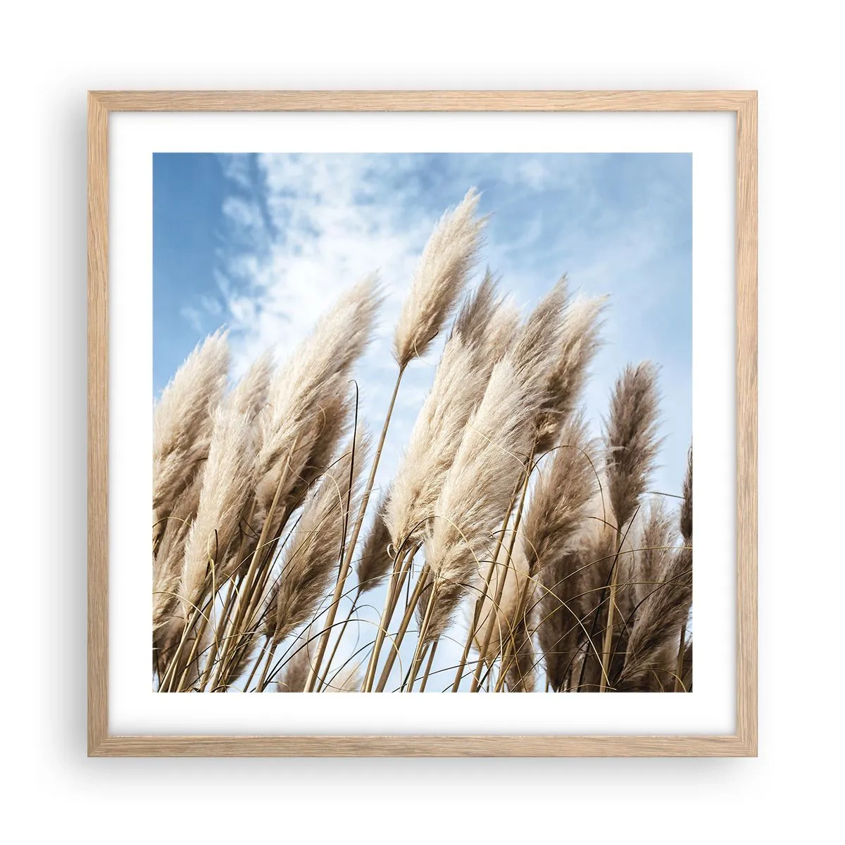 Plakat w ramie jasny dąb - Słoneczna i wietrzna pieszczota - 50x50 cm