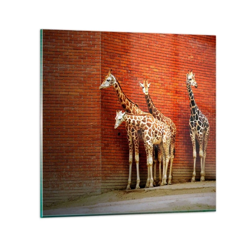 Obraz na szkle - Widzicie jakąś akację? - 40x40 cm