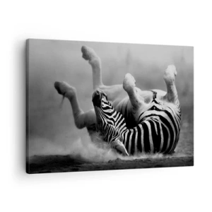 Obraz na płótnie - Czarno-biała zebra tarzająca się w piasku - 70x50cm - Nie tylko koń by się uśmiał - Nowoczesna dekoracja ścienna do salonu i sypialni ARTTOR