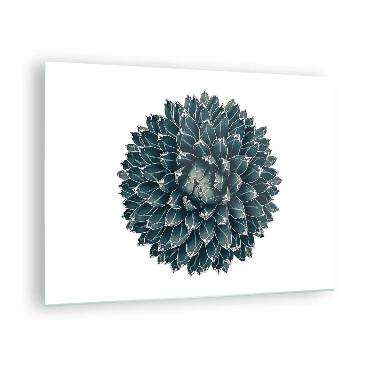 Obraz na szkle - Symetryczny wzór rośliny sukulenta na białym tle - 70x50cm - Gwiazda pustyni - Nowoczesna dekoracja ścienna do salonu i sypialni ARTTOR