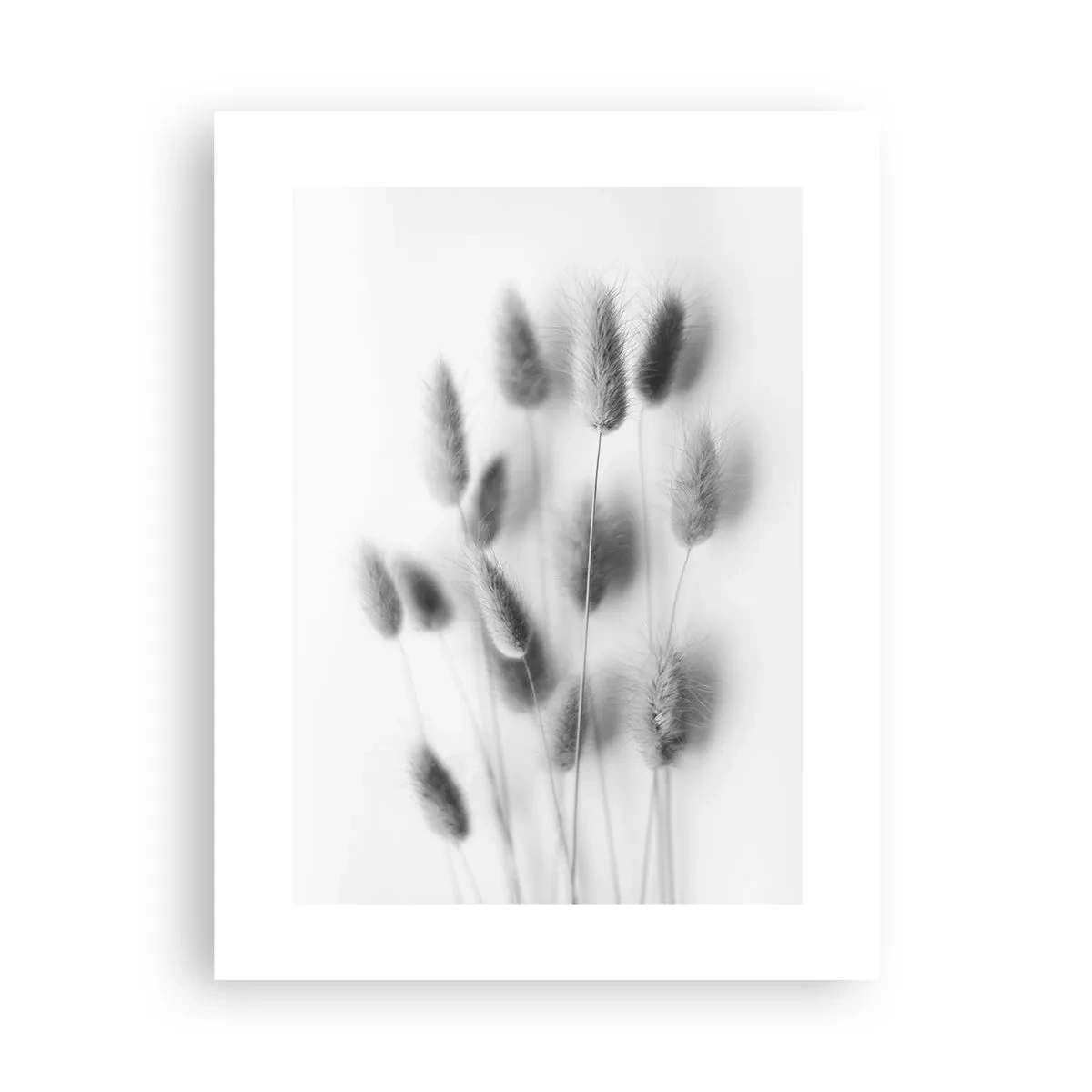 Plakat - Jej puszystość trawa - 30x40 cm