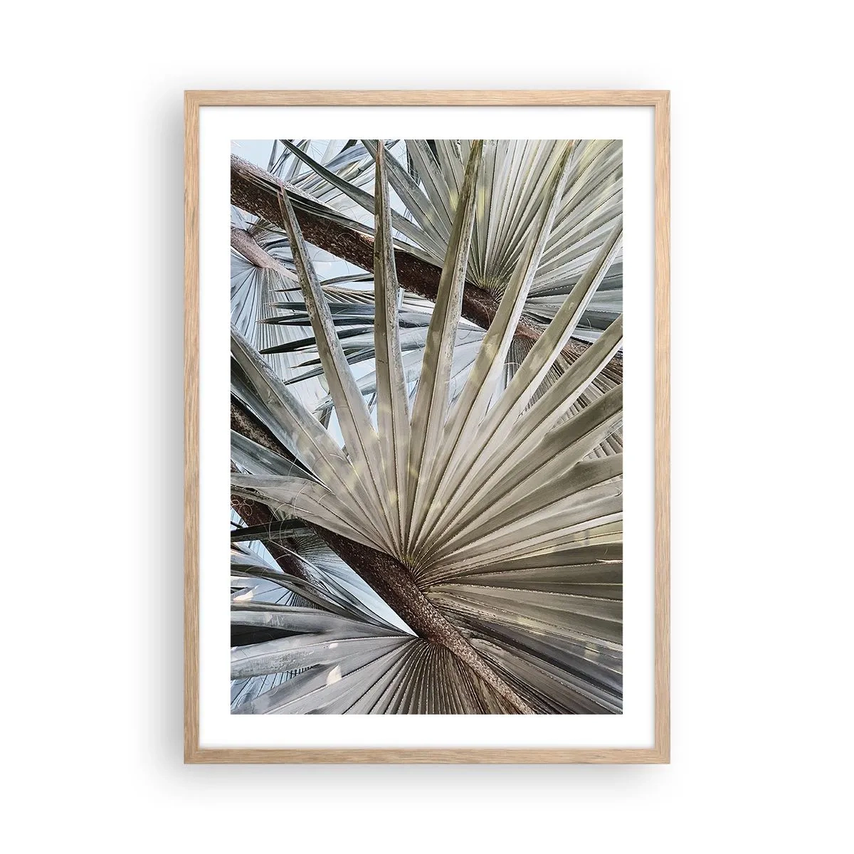 Plakat w ramie jasny dąb - Wachlarze w tropikach - 50x70 cm