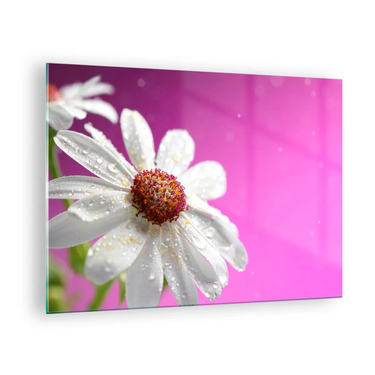 Obraz na szkle - Makrofotografia białego kwiatu z kroplami rosy na tle różu - 70x50cm - Skromny w swojej urodzie - Nowoczesna dekoracja ścienna do salonu i sypialni ARTTOR