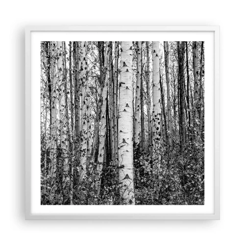 Plakat w białej ramie - Brzozowa kolumnada - 60x60 cm