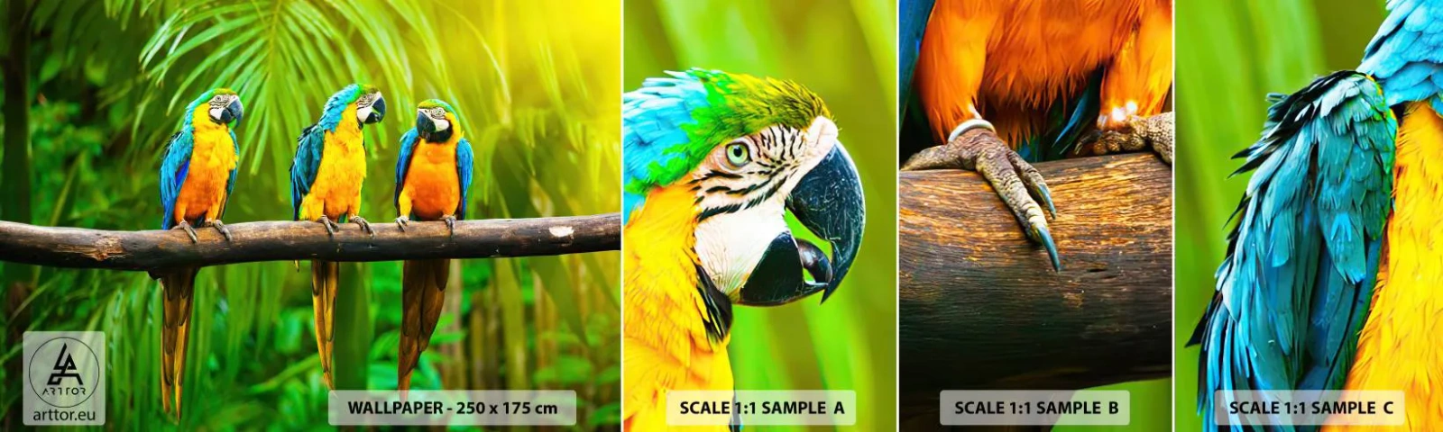 Fototapeta Próbka Standard Eco - A słyszałaś, że ona…? - Ptaki, Papugi, Natura - 100x30 cm