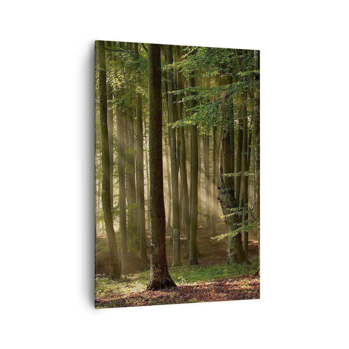 Obraz na płótnie - Promienie słońca przenikające przez drzewa w lesie - 70x100cm - Rozpromieniony w wiosenny poranek - Nowoczesna dekoracja ścienna do salonu i sypialni ARTTOR