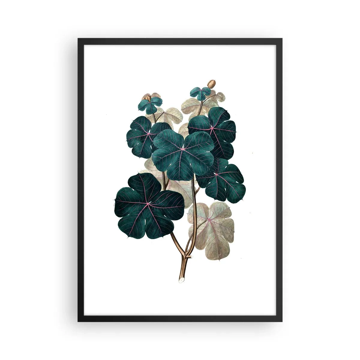 Plakat w czarnej ramie - Ilustracja botaniczna z ciemnozielonymi liśćmi na jasnym tle - 50x70cm - Ze starego zielnika - Nowoczesna dekoracja ścienna do salonu i sypialni ARTTOR
