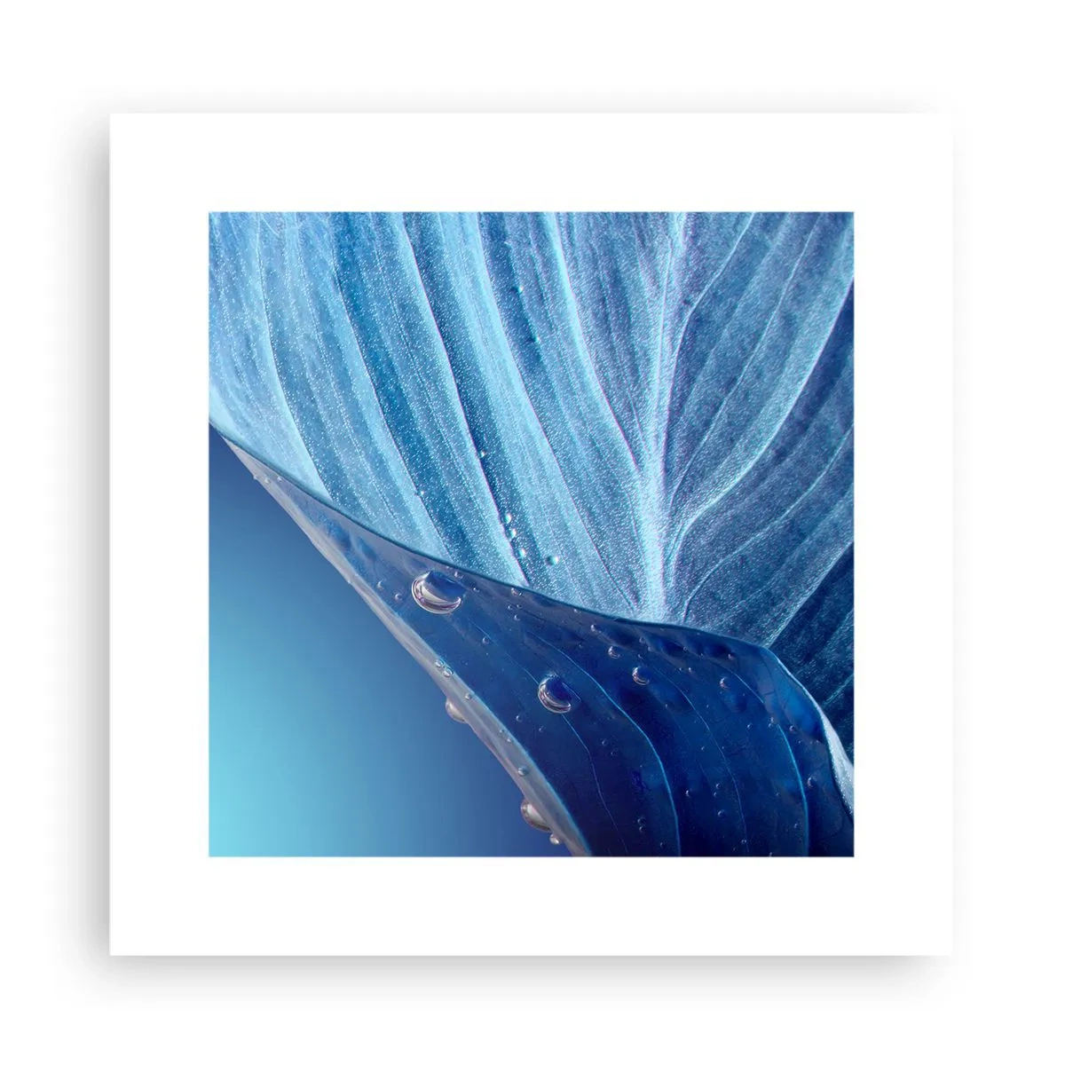 Plakat - Ukryte krople błękitu - 30x30 cm