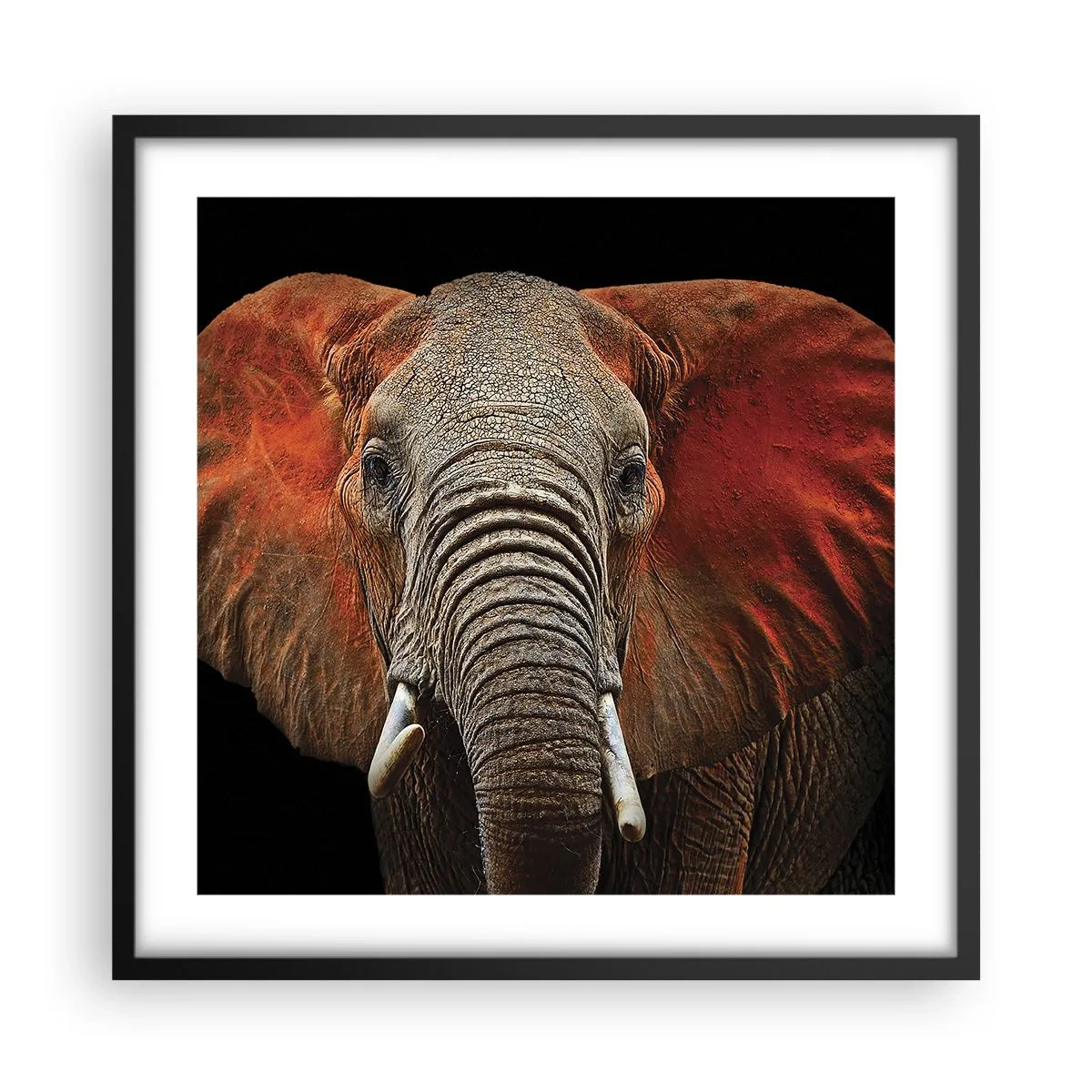 Plakat w czarnej ramie - Jestem dziki, a ty? - 50x50 cm