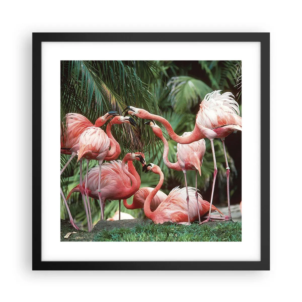 Plakat w czarnej ramie - Popołudniowe ploteczki - 40x40 cm