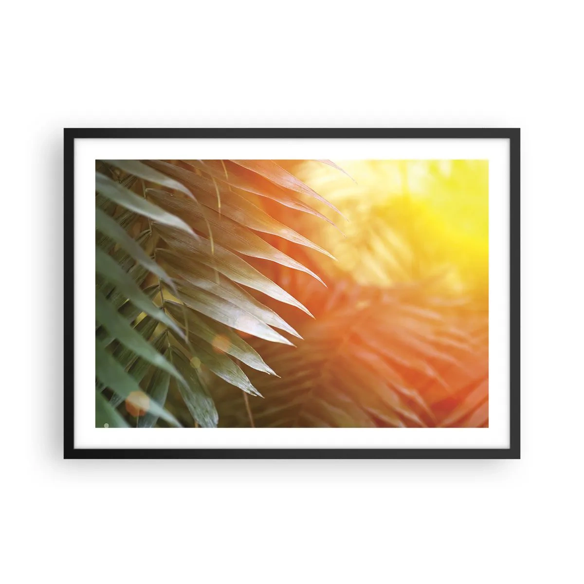 Plakat w czarnej ramie - Liście palmy w promieniach słońca o zachodzie - 70x50cm - Poranek w dżungli - Nowoczesna dekoracja ścienna do salonu i sypialni ARTTOR