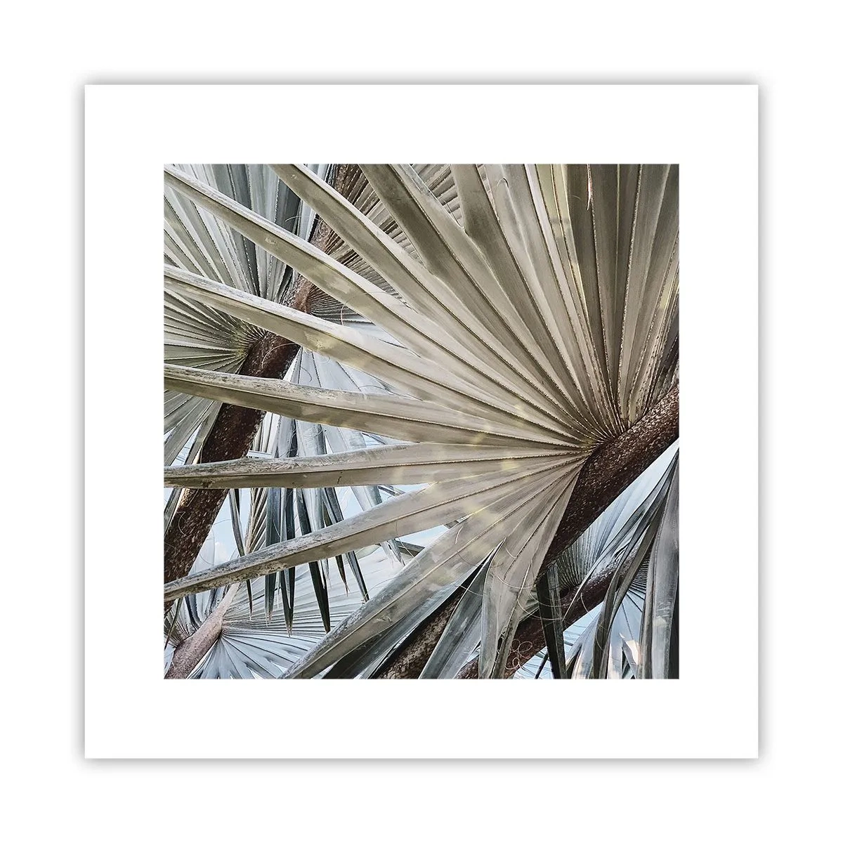 Plakat - Wachlarze w tropikach - 30x30 cm