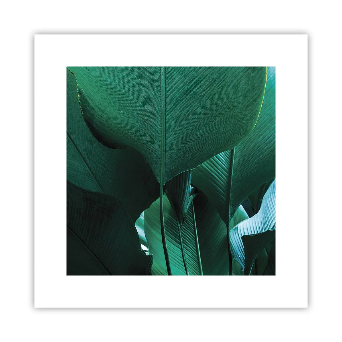Plakat - Zwrócone do światła - 30x30 cm