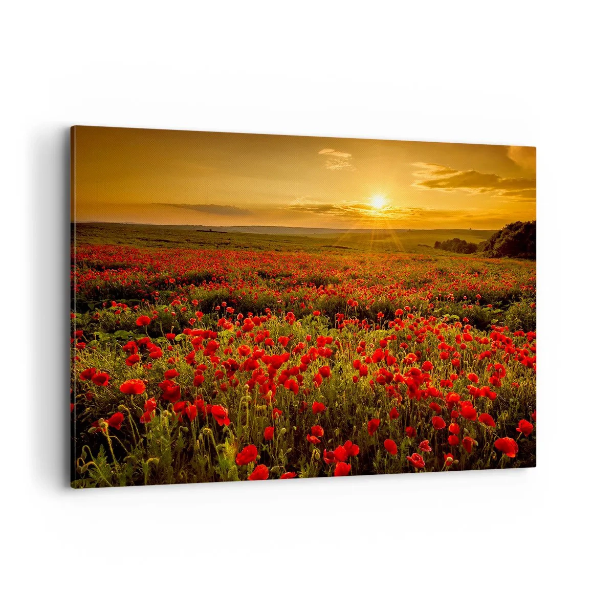 Obraz na płótnie - Pole czerwonych maków w blasku zachodzącego słońca - 120x80cm - Wśród fali łąk szumiących, wśród kwiatów powodzi - Nowoczesna dekoracja ścienna do salonu, kuchni i sypialni ARTTOR