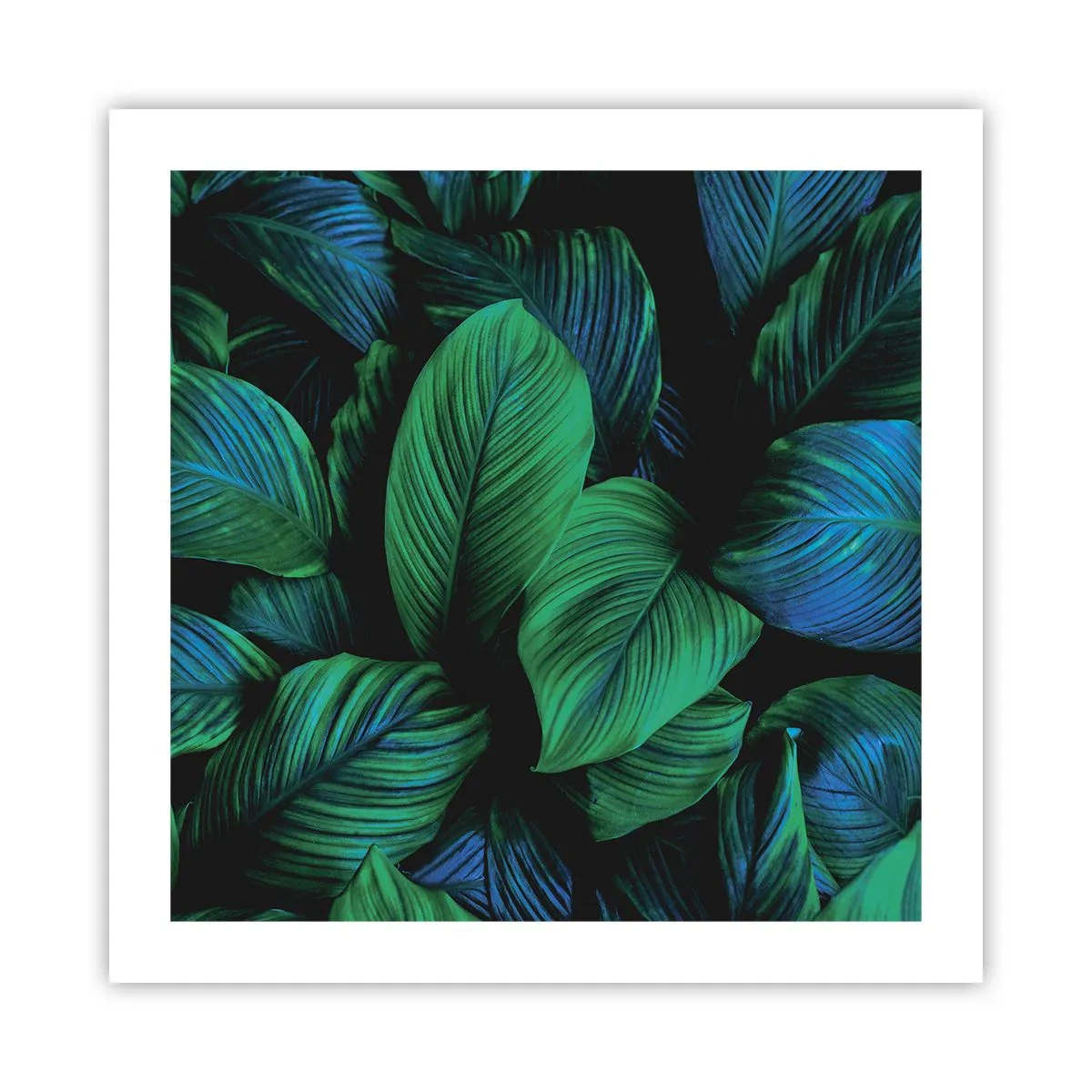 Plakat - W zielonym tłumie - 50x50 cm