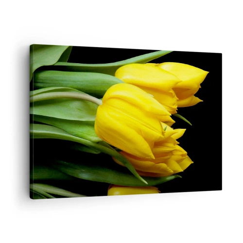 Obraz na płótnie - Bukiet żółtych tulipanów na czarnym tle - 70x50cm - Powstały z czystego słońca - Nowoczesna dekoracja ścienna do salonu i sypialni ARTTOR