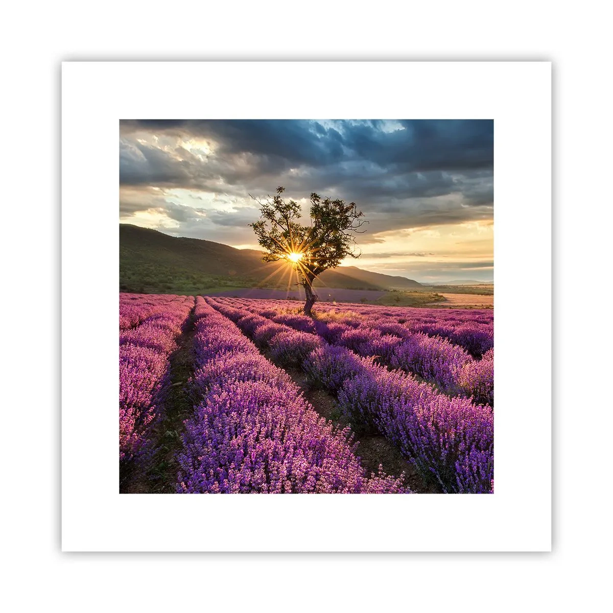 Plakat - Aromat w kolorze lila - 30x30 cm
