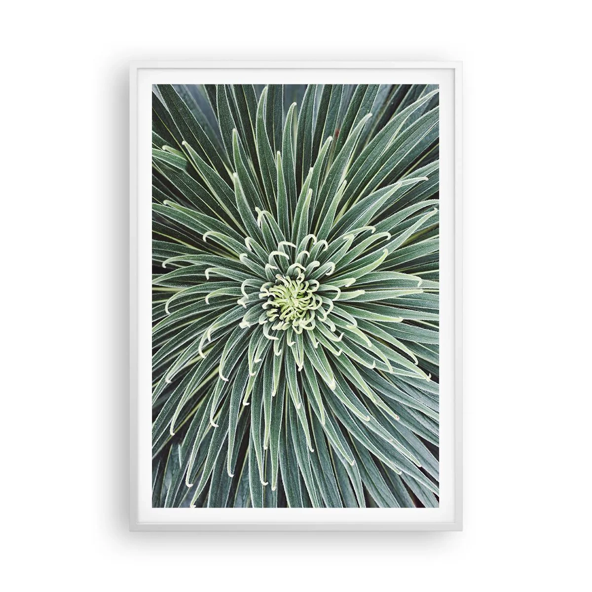 Plakat w białej ramie - Narodziny gwiazdy - 70x100 cm