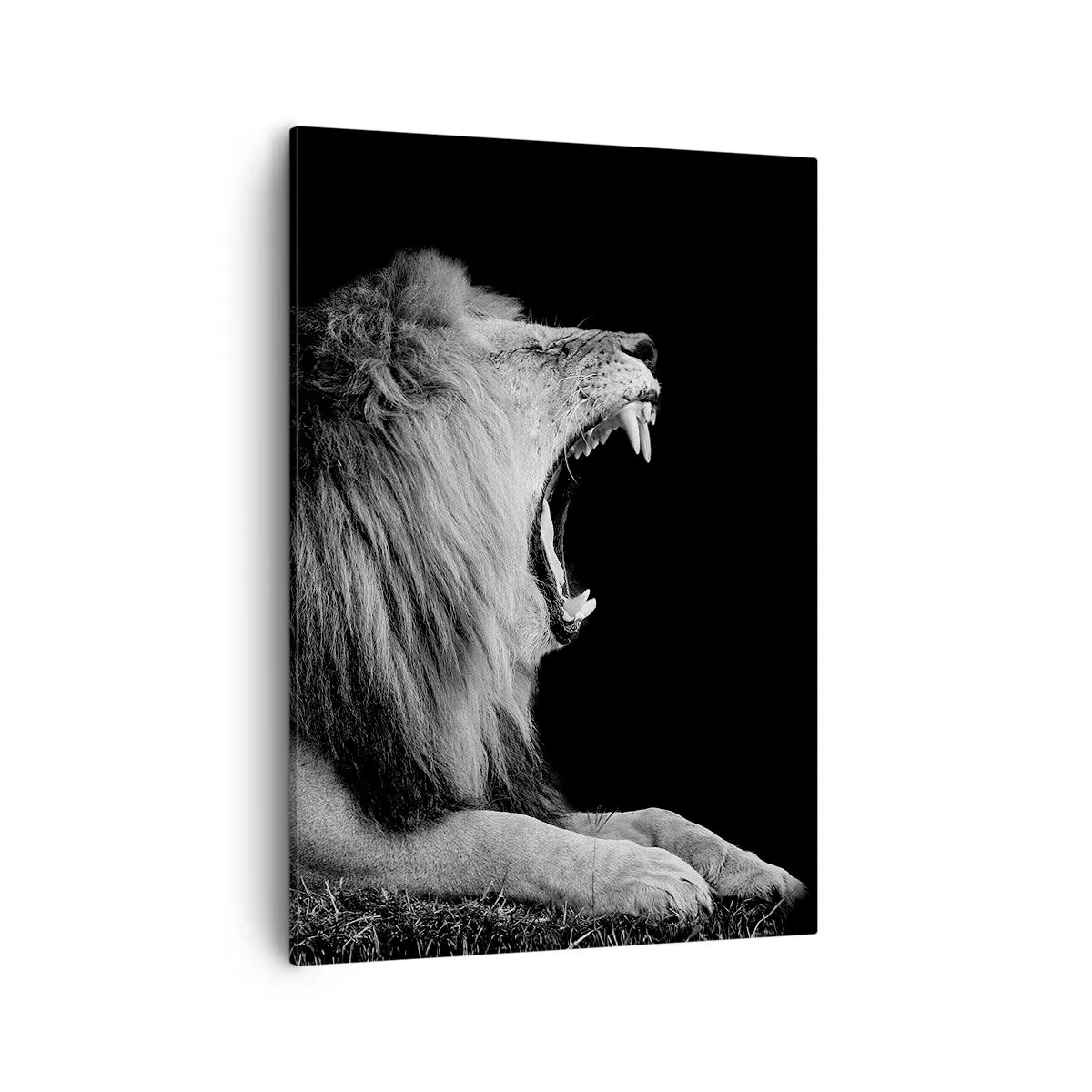 Obraz na płótnie - Ryczący lew w czarno-białej kompozycji na czarnym tle - 50x70cm - Bez żadnych wątpliwości - Nowoczesna dekoracja ścienna do salonu, kuchni i sypialni ARTTOR