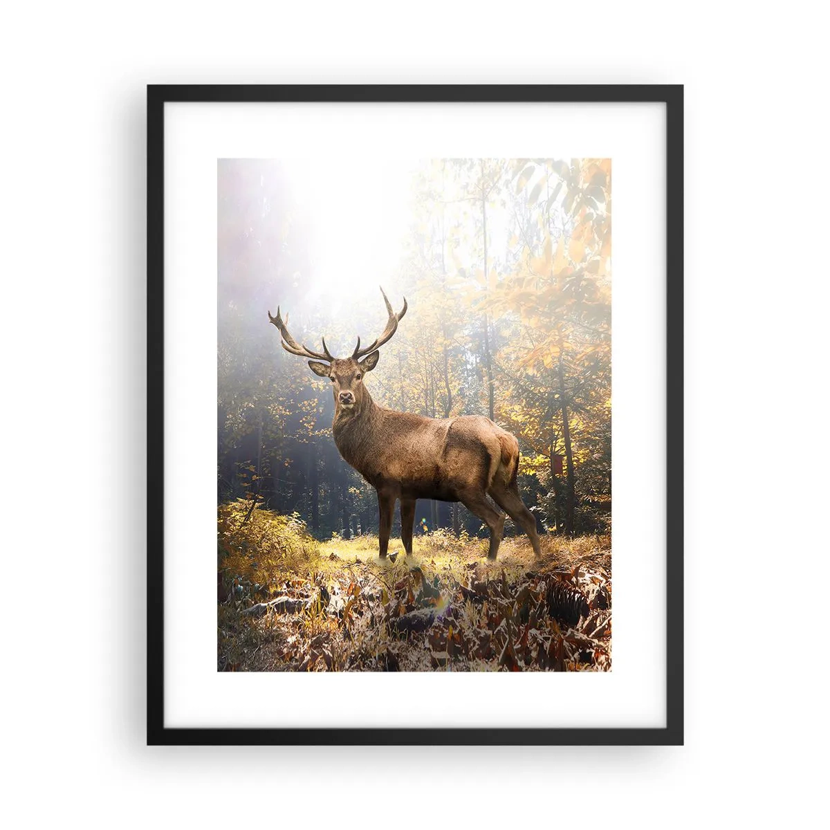 Plakat w czarnej ramie - W pełnym majestacie - 40x50 cm