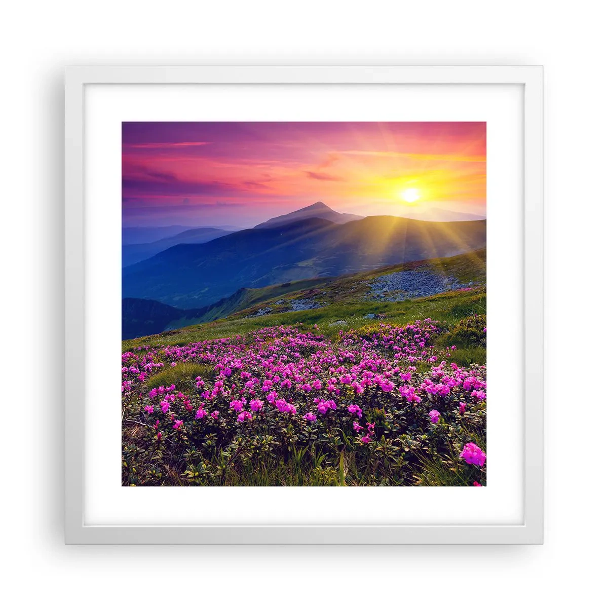 Plakat w białej ramie - … A dokoła pachnie kosodrzewina i wonieją zioła - 40x40 cm