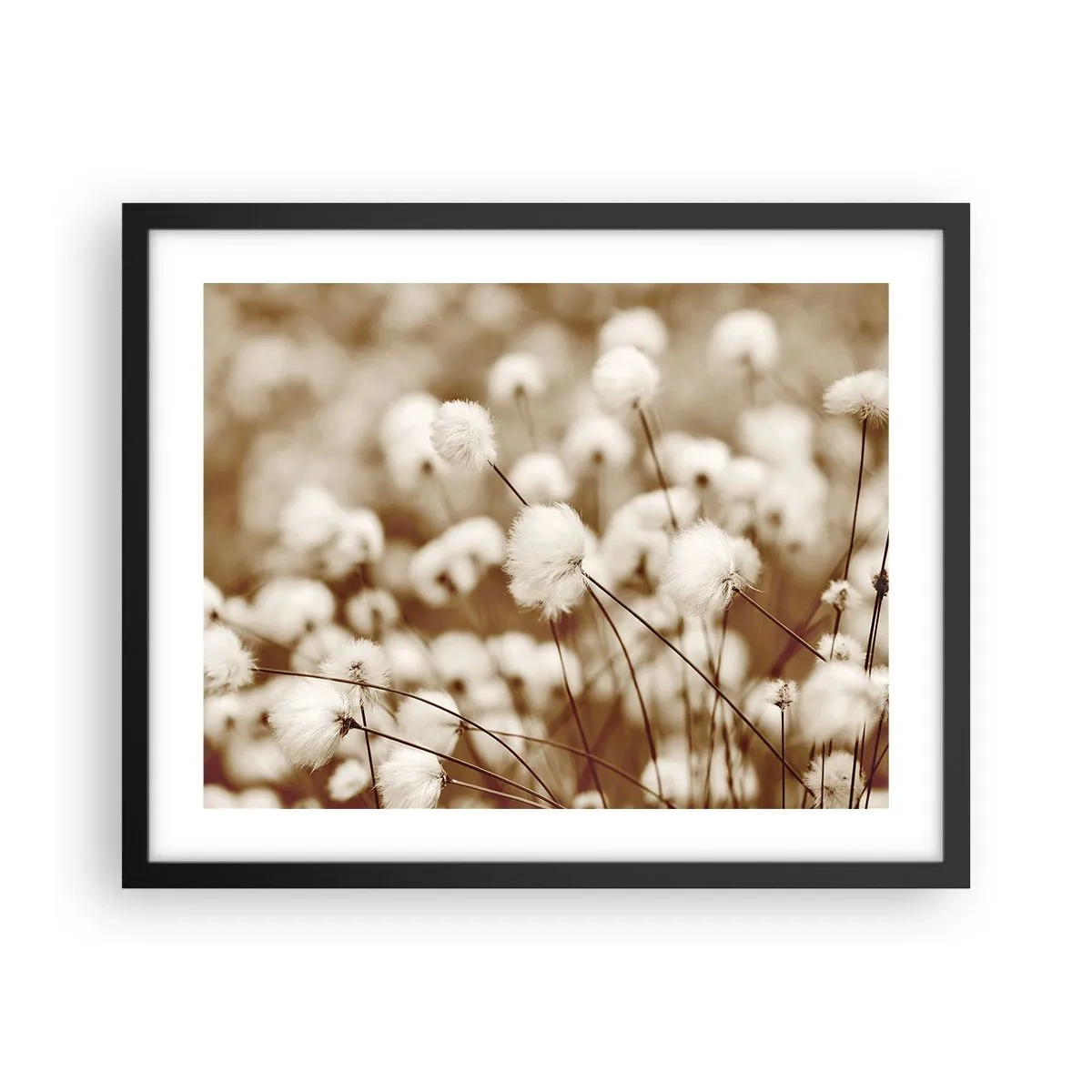 Plakat w czarnej ramie - Puszysty łan - 50x40 cm