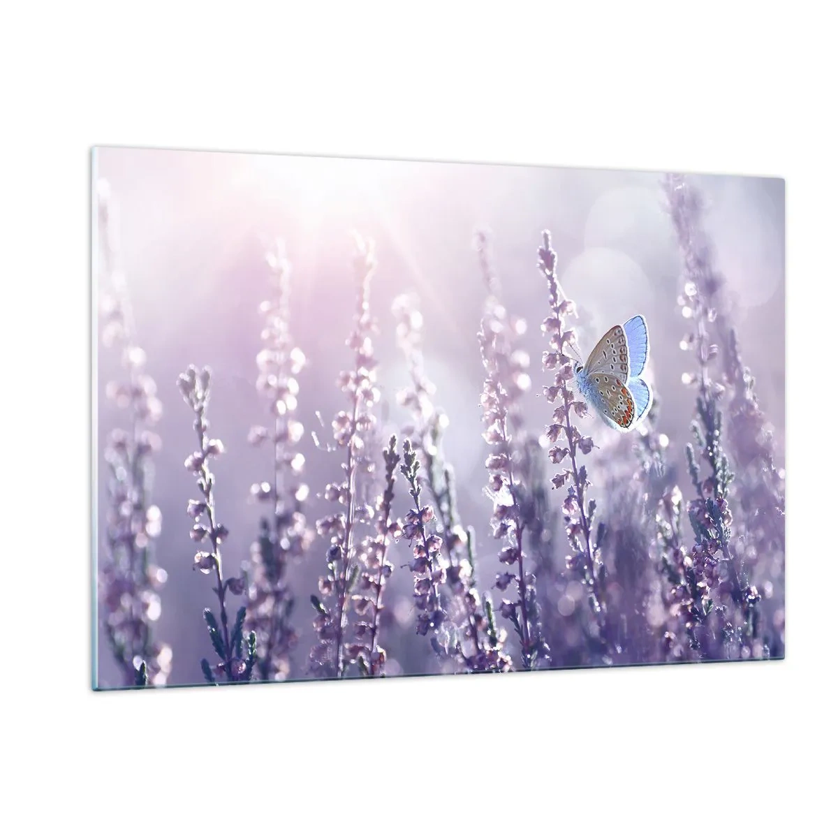 Obraz na szkle - Motyl na polu lawendy w promieniach słońca - 120x80cm - Pocałunek motyla - Nowoczesna dekoracja ścienna do salonu, kuchni i sypialni ARTTOR
