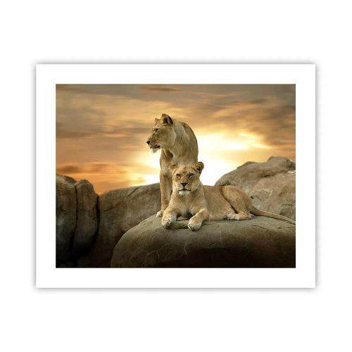 Plakat - Królewski majestat - 50x40 cm